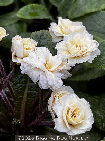 Primula ‘Barnhaven™ Double Guernsey Cream’