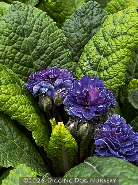 Primula Blue Sapphire