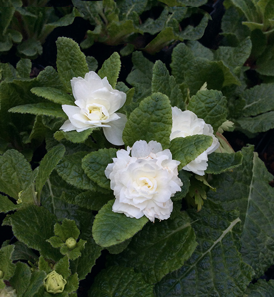Primula polyantha ‘Dawn Ansell’