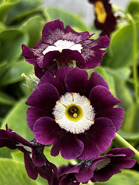 Primula pubescens ‘Kaleidoscope Mix’