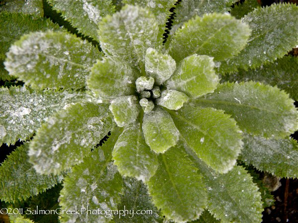 Primula capitata ssp. mooreana