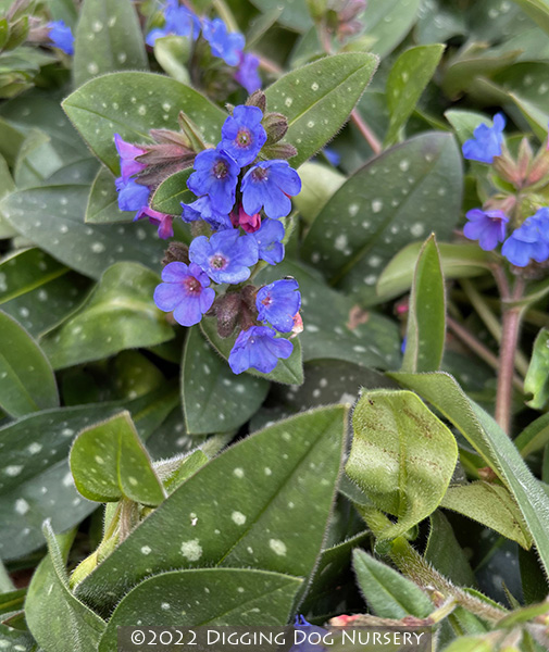 Pulmonaria Benediction