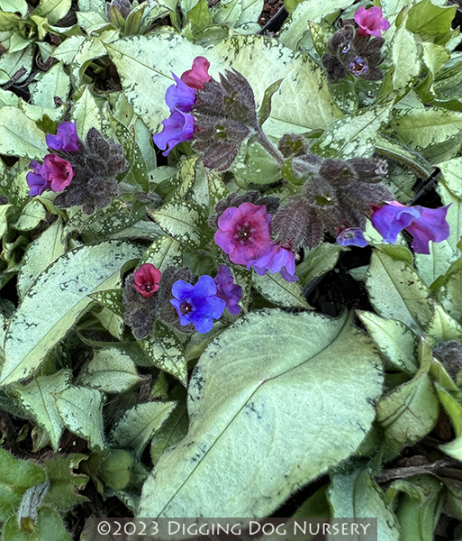 Pulmonaria ‘Diana Clare’