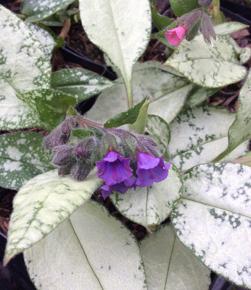 Pulmonaria 'Silver Streamers