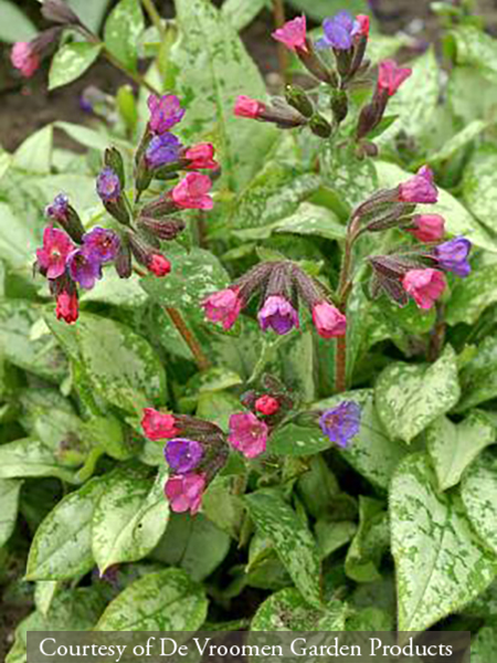 Pulmonaria ‘Majesté’