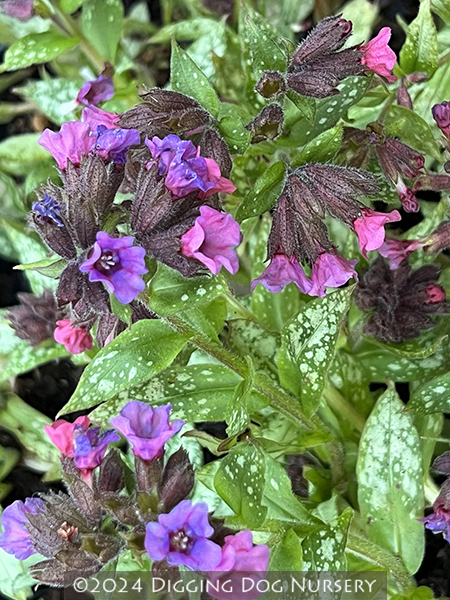 Pulmonaria Silver Bouquet