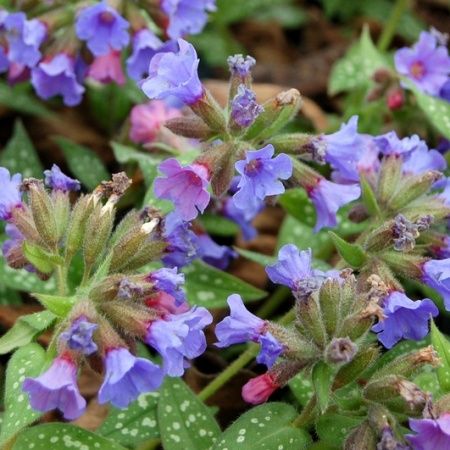 Pulmonaria saccharata 'Silver Streamers' Lungwort