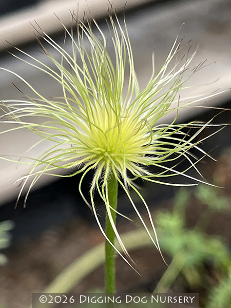 Pulsatilla vulgaris ‘Alba’