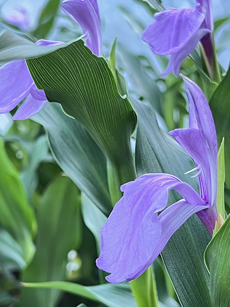 Roscoea purpurea ‘Vincent’