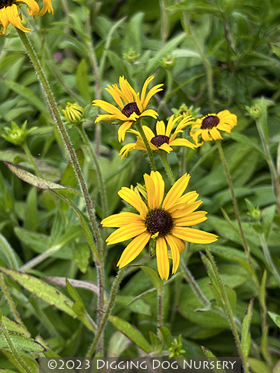 Rudbeckia American Gold Rush