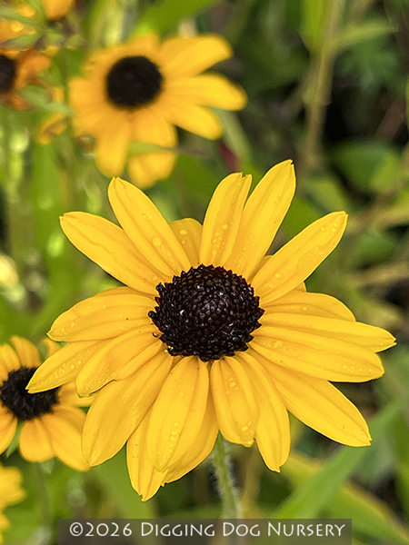 Rudbeckia fulgida speciosa (Newmanii)