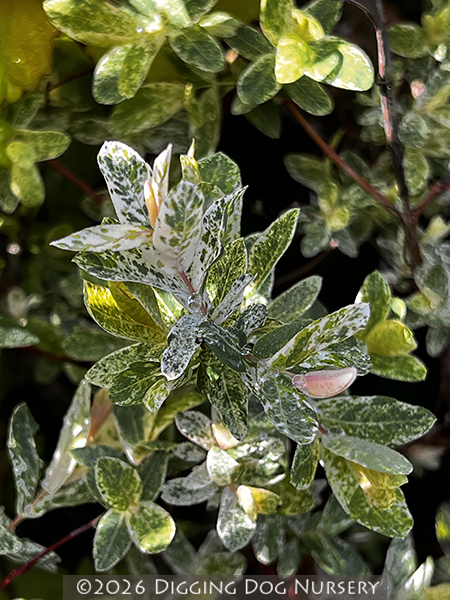 Salix integra Hakuro Nishiki