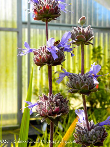 Salvia ‘Allen Chickering’