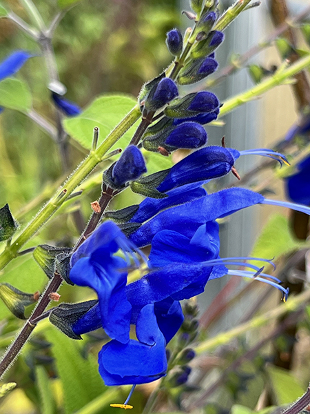 Salvia ‘Big Swing’