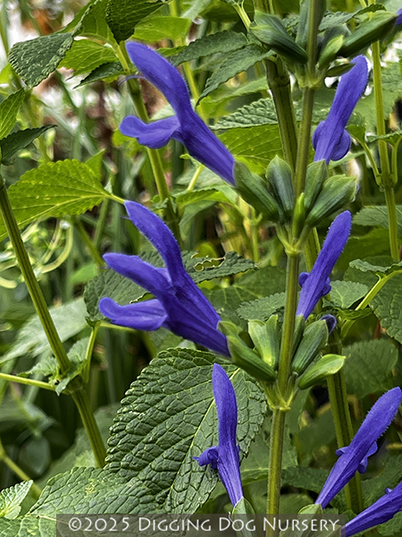 Salvia guaranitica ‘Blue Ensign’