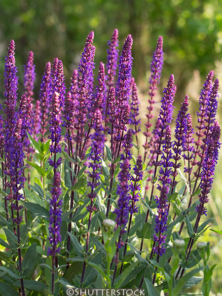 Salvia nemorosa &lsquo;Caradonna&rsquo;