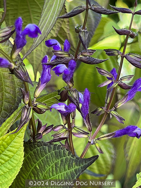 Salvia ‘El Cielo Blue’