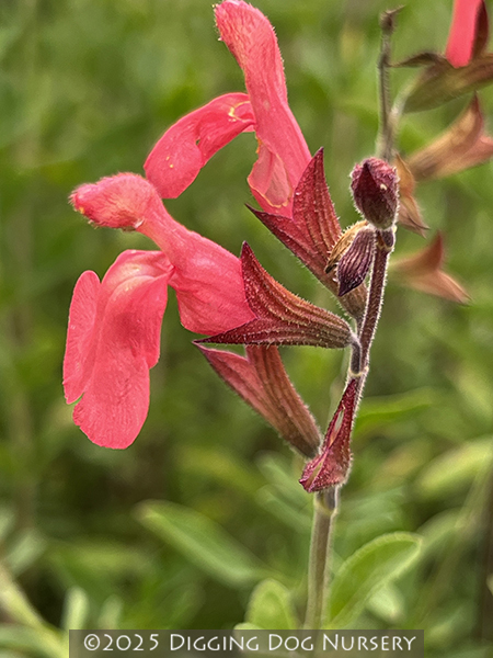 Salvia greggii ‘Lowry’s Peach’