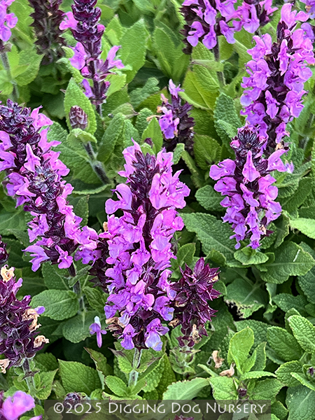 Salvia nemorosa ‘Midnight Rose’