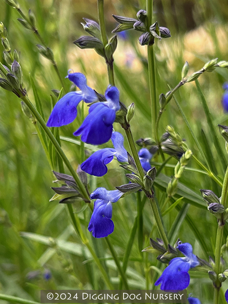 Salvia reptans ‘West Texas Form’