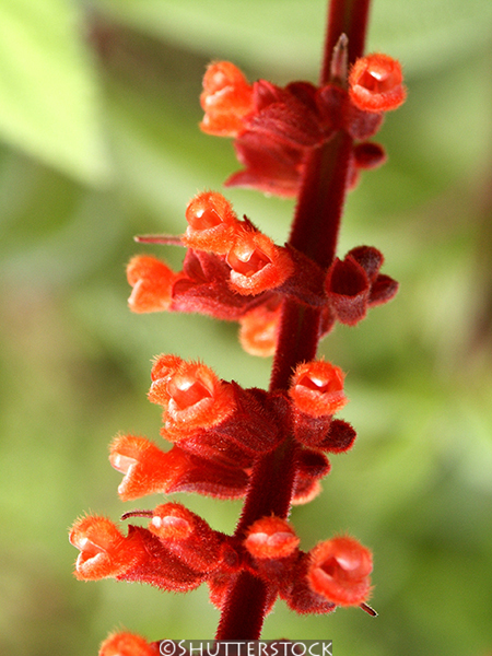 Salvia confertiflora