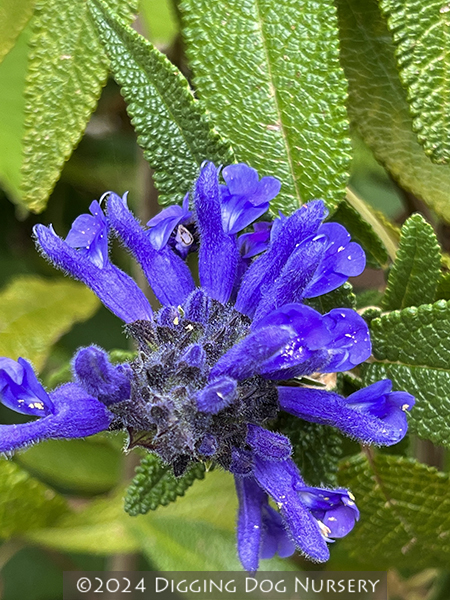 Salvia corrugata