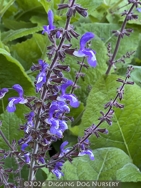 Salvia forsskaolii