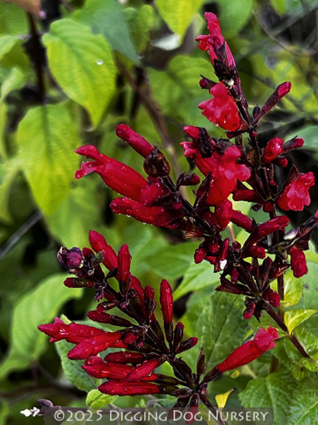 Salvia holwayi