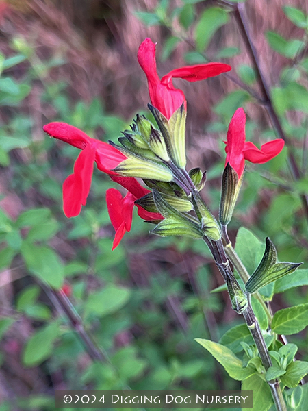 Salvia microphylla