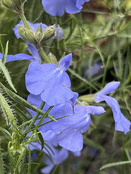 Salvia reptans