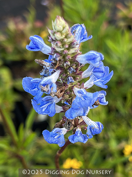 Salvia uliginosa