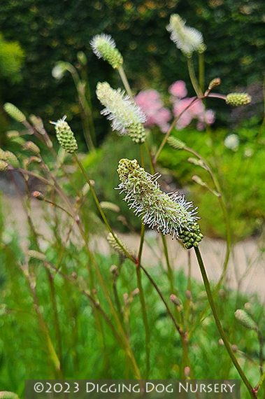Sanguisorba Burr Blanc