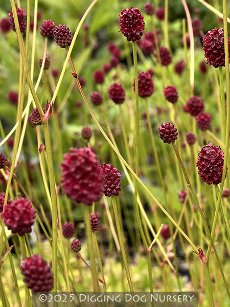Sanguisorba officinalis ‘Morning Select’