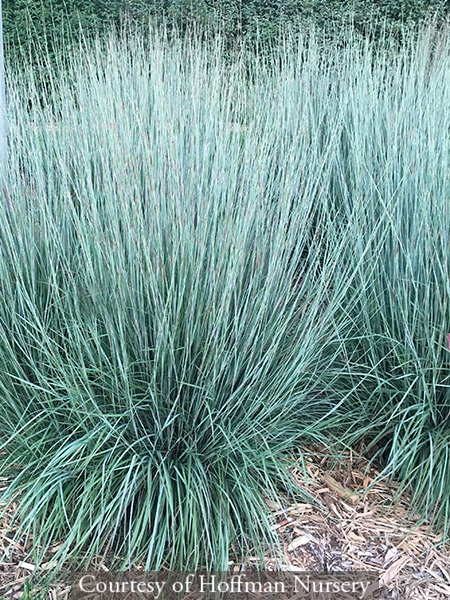 Schizachyrium scoparium Minnbluea