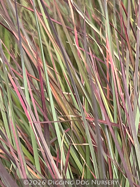 Schizachyrium scoparium &lsquo;Standing Ovation&rsquo;