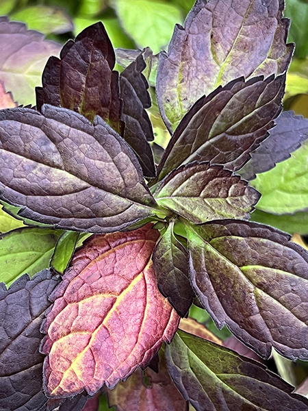 Scutellaria ‘Appalachian Blues’