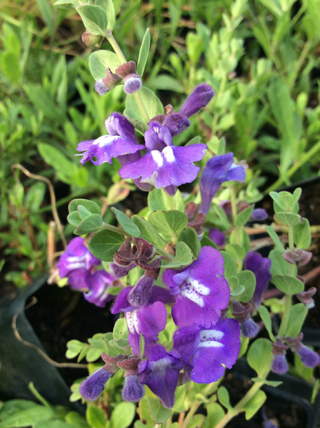 Scutellaria resinosa ‘Smoky Hills’