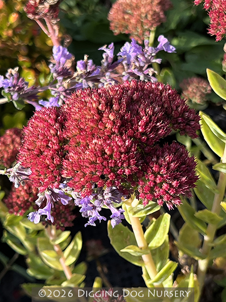 Sedum spectabile Indian Chief