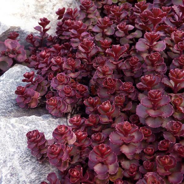 Sedum spurium Voodoo