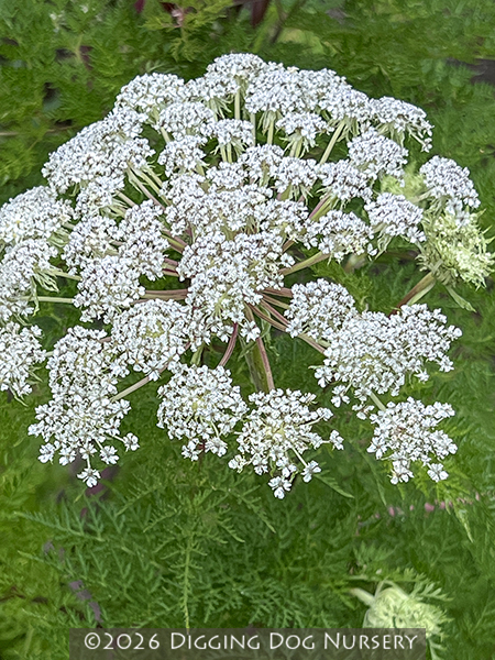 Selinum wallichianum