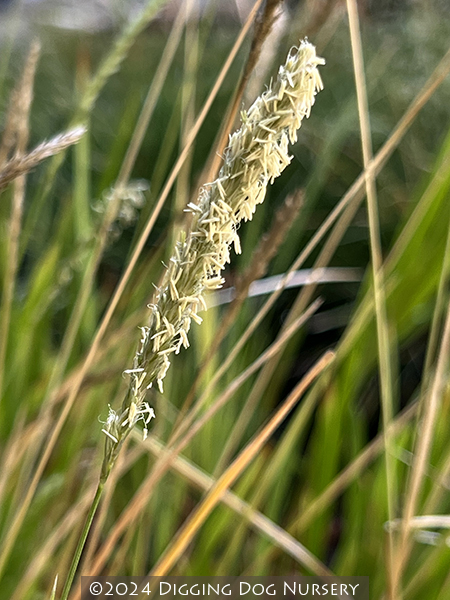 Sesleria autumnalis