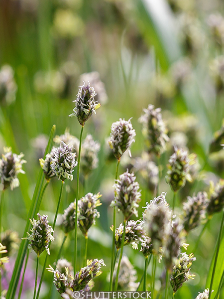 Sesleria caerulea