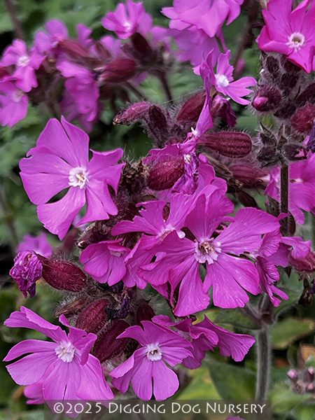 Silene dioica ‘Rolly’s Favorite’