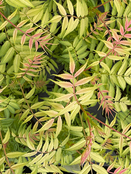 Sorbaria sorbifolia Sem