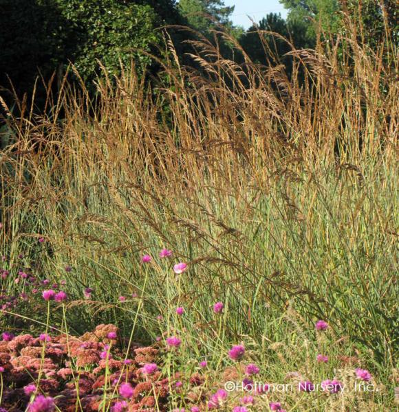 Sorghastrum nutans Indian Steel