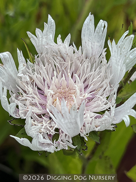Stokesia laevis Alba