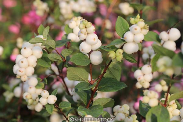 Symphoricarpos albus