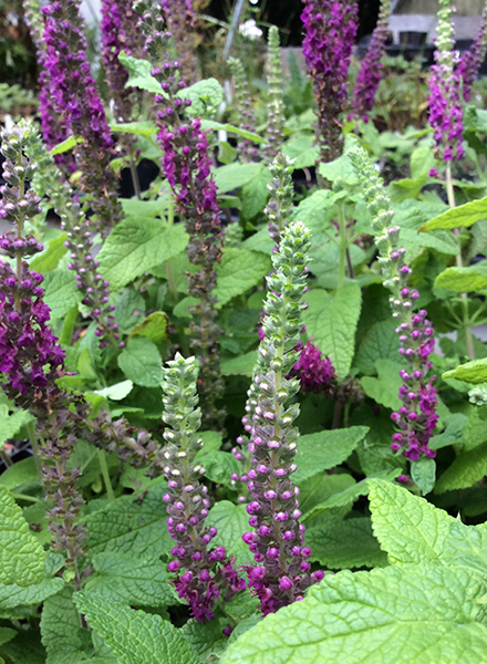 Teucrium hyrcanicum Purple Tails