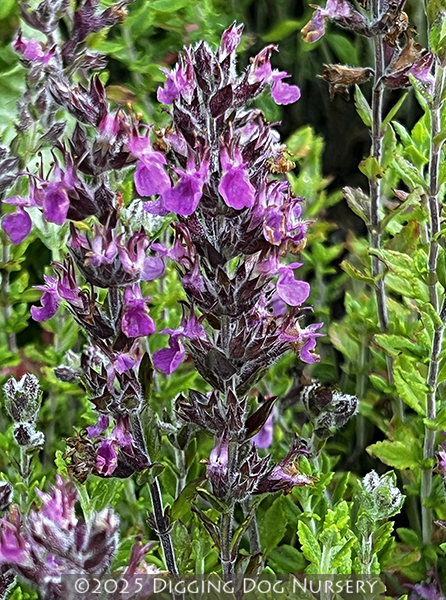 Teucrium chamaedrys