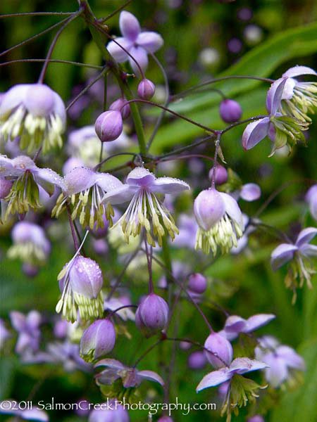 Thalictrum delavayi ‘Hewitts Double’
